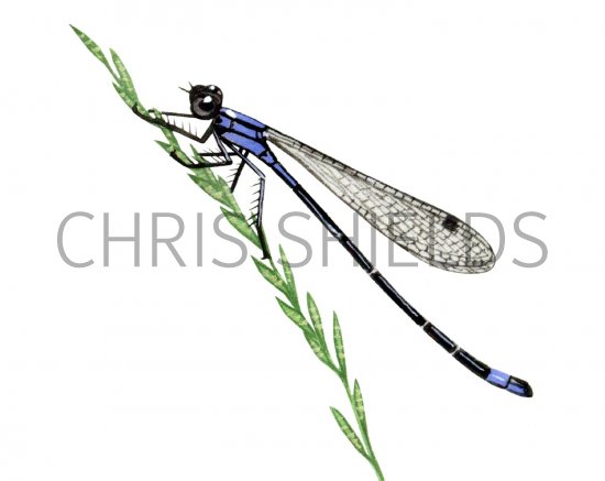 Illustration of Damselfly (Blue-tailed) Ischnura elegans (#1419)