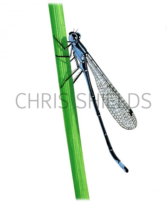Illustration of Damselfly (Blue-tailed) Ischnura elegans (#3380)