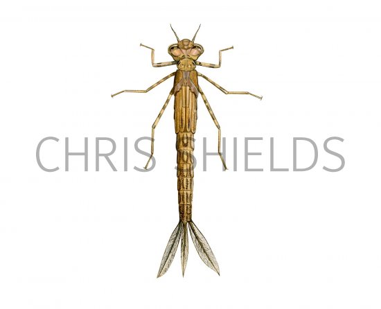 Illustration of Blue-tailed Damselfly Larvae (Ischnura elegans) (#3143)