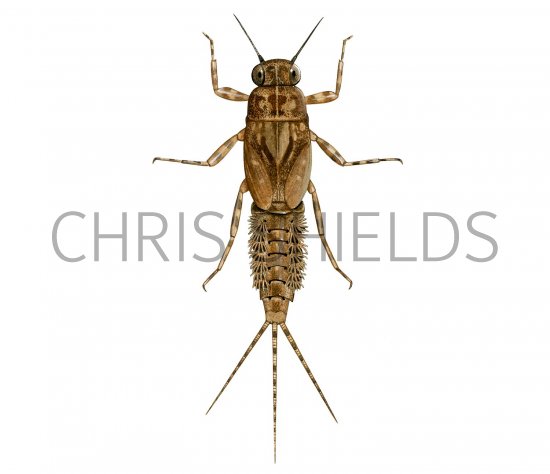 Illustration of Blue-winged Olive Nymph (Serratella ignita) (#2826)