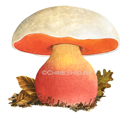 Illustration of Boletus satanas (Devil's Bolete) (#4452)