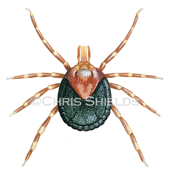 Illustration of Bont Tick (Amblyomma hebraeum) female (#4687)