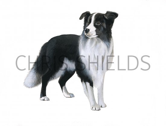 Illustration of Border Collie (Canis lupus familiaris) (#3751)