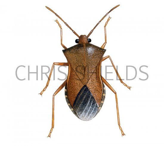 Illustration of Box Bug (Gonocerus acteangulus) (#2107)