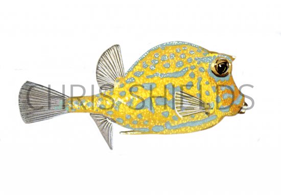 Illustration of Box Fish (Ostracion cubicus) (#1011)