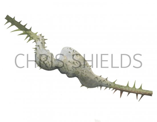 Illustration of Bramble Gall (Diastrophus rubi) (#2876)