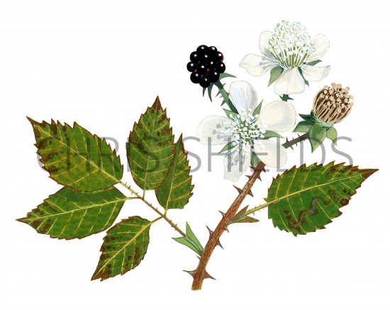 Illustration of Bramble (Rubus fruticosus) (#1616)