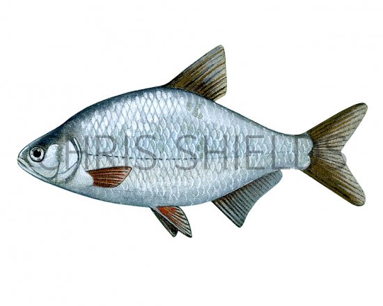 Illustration of Bream (silver) Blicca bjoerkna (#2713)