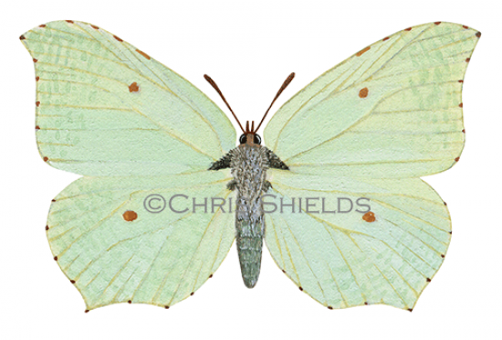 Illustration of Brimstone Butterfly female (Gonepteryx rhamni) (#0300)