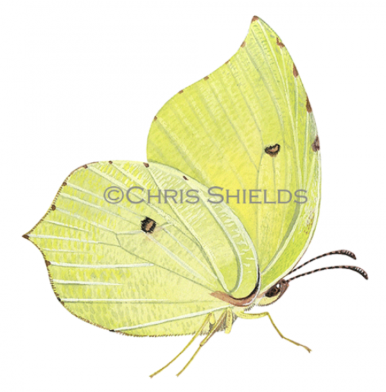 Illustration of Brimstone Butterfly (Gonepteryx rhamni) (#1364)