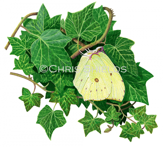 Illustration of Brimstone Butterfly (Gonepteryx rhamni) (#2167)