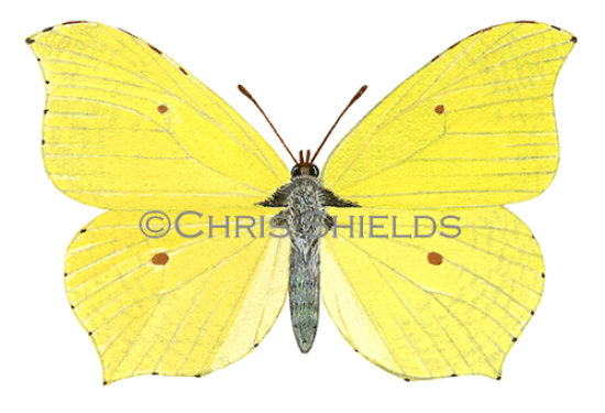 Illustration of Brimstone Butterfly male (Gonepteryx rhamni) (#0299)