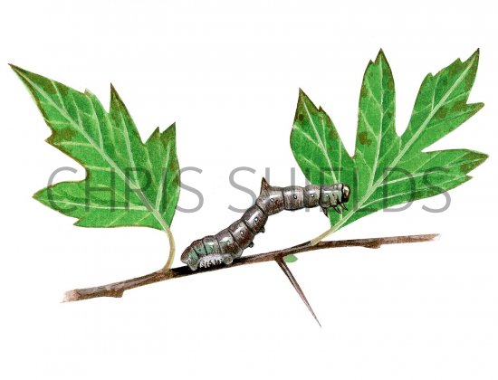 Illustration of Brimstone Moth Caterpillar (Opisthograptis luteolata) (#2519)