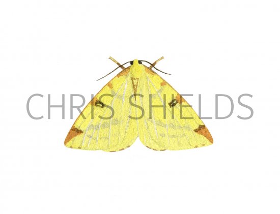 Illustration of Brimstone Moth (Opisthograptis luteolata) (#2480)