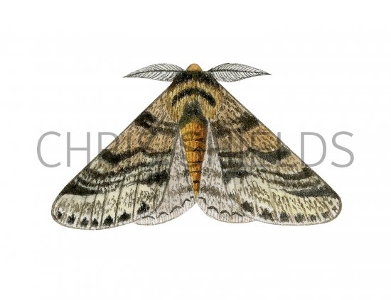 Illustration of Brindled Beauty (Lycia hirtaria) (#3407)
