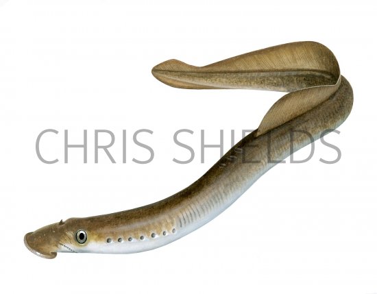 Illustration of Brook Lamprey (Lampetra planeri) (#2822)