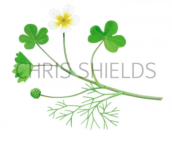 Illustration of Brook Water Crowfoot (Ranunculus peltatus) (#2805)
