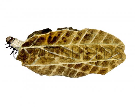 Illustration of Brown China-mark Moth Caterpillar (Elophila  nymphaeata) (#0344)
