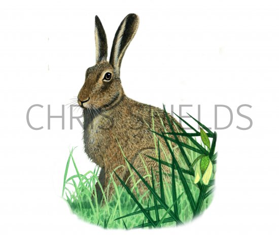Illustration of Brown Hare (Lepus europaeus) (#0252)