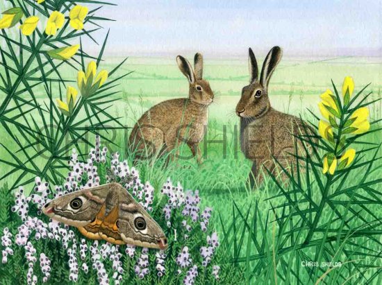 Illustration of Brown Hare (Lepus europaeus) (#0231)