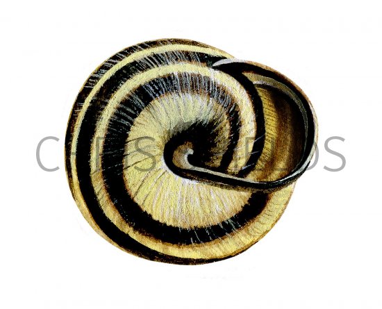 Illustration of Snail (Brown-lipped) Cepaea nemoralis (#2342)
