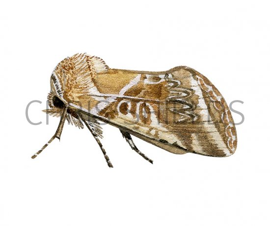Illustration of Buff Arches (Habrosyne pyritoides) (#1432)