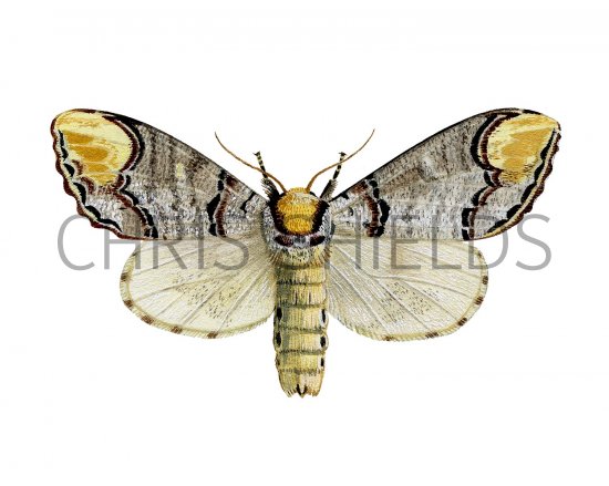 Illustration of Buff Tip (Phalera bucephala) (#2472)