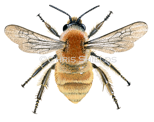 Illustration of Bumblebee (Common Carder) Bombus pascuorum (#0373)