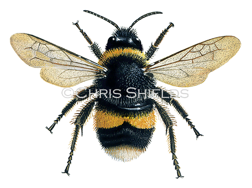 Illustration of Bumblebee (Buff-tailed) (worker) Bombus terrestris (#2543)