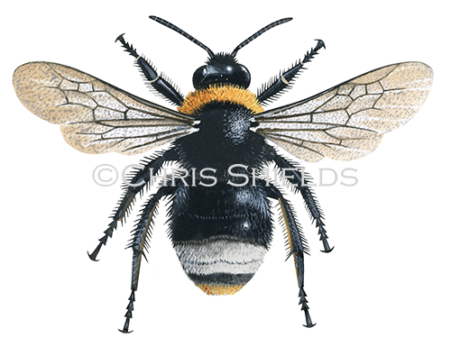 Illustration of Bumblebee (Forest cuckoo) Bombus sylvestris (male) (#2571)