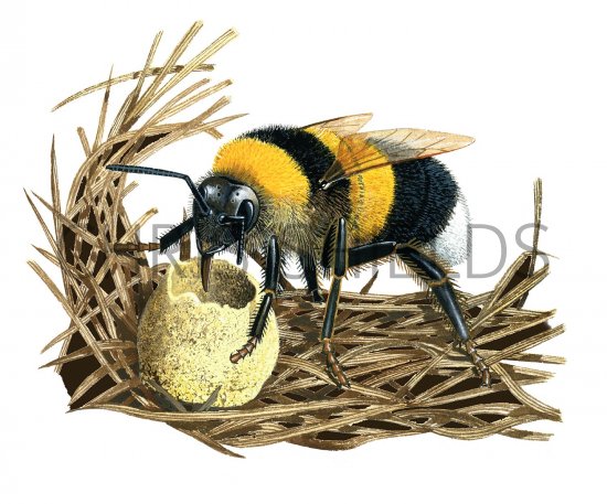 Illustration of Bumblebee (Garden) Bombus hortorum (#2549)