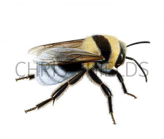 Illustration of Bumblebee (Large garden) Bombus ruderatus (#2262)