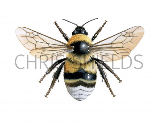 Illustration of Bumblebee (Large garden) Bombus ruderatus (#4053)