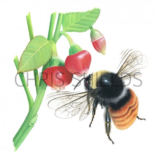 Illustration of Bumblebee (Mountain) Bombus monticola (#2643)