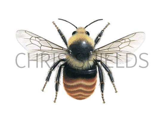 Illustration of Bumblebee (Mountain) male Bombus monticola  (#4163)