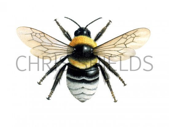 Illustration of Bumblebee (Short-haired) Bombus subterraneus (#2016)