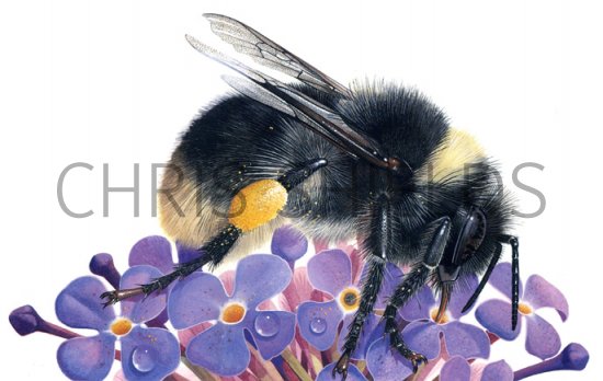 Illustration of Bumblebee (Small heath) Bombus jonellus (#0384)