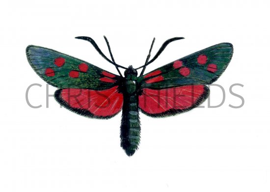 Illustration of Burnet Moth (Six-spot) Zygaena filipendulae (#0544)