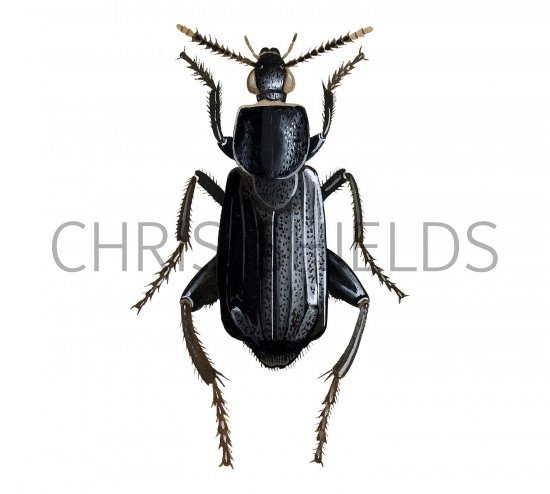 Illustration of Sexton Beetle (Necrodes littoralis) (#2293)