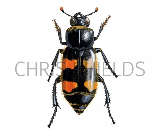 Illustration of Burying Beetle (Nicrophorus vespillo) (#2291)