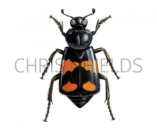Illustration of Burying Beetle (Nicrophorus vespilloides) (#2292)