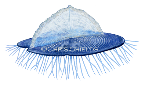 Illustration of By-the-wind-sailor (Velella velella) (#4593)