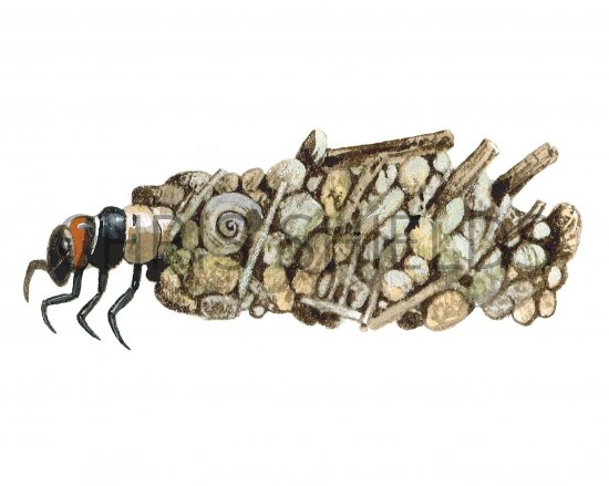 Illustration of Caddis Fly Larvae Case (Limnephilus lunatus) (#2563)