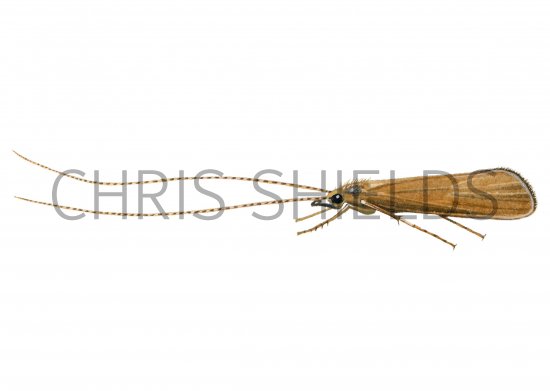 Illustration of Caddis Fly (Triaenodes bicolor) (#2562)