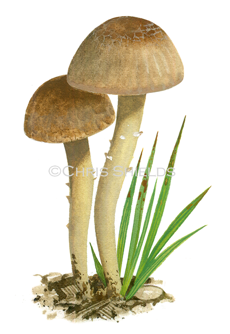 Illustration of Camarophyllopsis micacea (Yellow-legged Fanvault) (#3831)