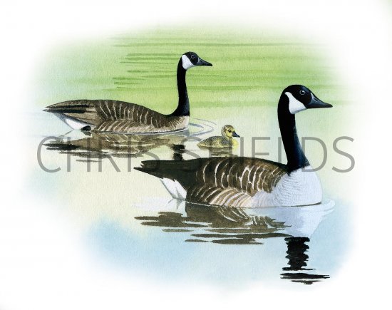 Illustration of Canada goose (Branta canadensis) (#3231)