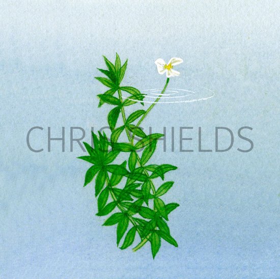 Illustration of Canadian Pondweed (Elodea canadenis) (#2131)