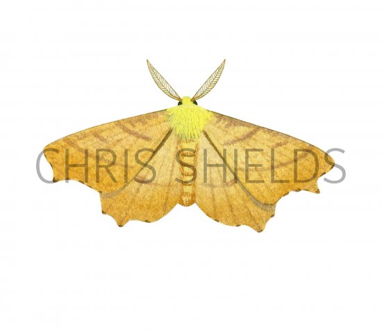 Illustration of Canary-shouldered Thorn (Ennomos alniaria) (#2484)