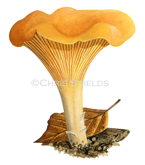 Illustration of Cantharellus cibarius (Chanterelle) (#4453)