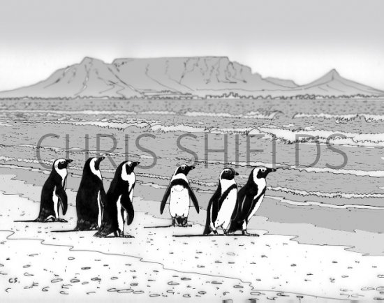Illustration of Penguins (Jackass) Spheniscus demersus (#0450)